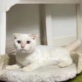 Kucing scottish fold murmer
