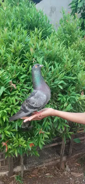 merpati tritis x tritis