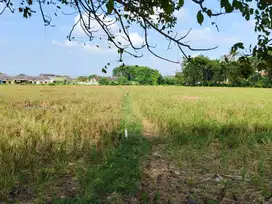 DI JUAL TANAH SAWAH 8.345 M2 CIKARANG UTARA ( TANPA PERANTARA )