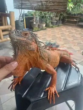 Red iguana jantan