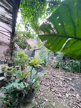 DIJUAL RUMAH RAPI SIAP HUNI DI KENCANALOKA BSD, TANGERANG