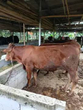 Sapi limousin sapi simmental qurban 2025