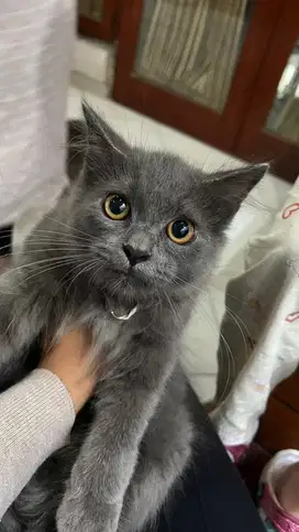 Kucing british long hair