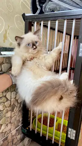 kitten himalaya bigbone