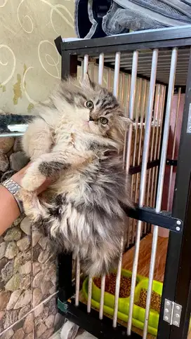 kitten persian bigbone