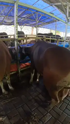 Sapi bali murah jual cepat sebelum abis