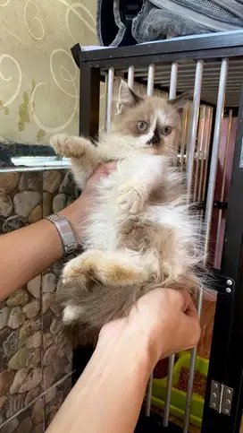 himalaya x ragdol