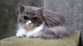 Kitten Persiapan bulu kapas
