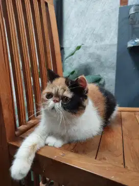 BETINA EXOTIC SHORTHAIR PEAKNOSE