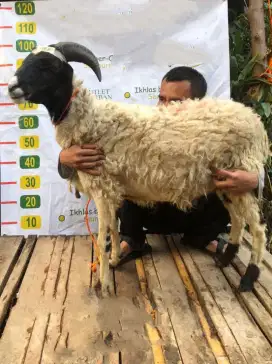 JUAL CEPAT DOMBA QURBAN HANYA 2 JT AN SAJA LAYANAN ANTAR GRATIS!!