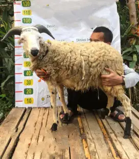 JUAL CEPAT DOMBA QURBAN HANYA 2 JT AN SAJA LAYANAN ANTAR GRATIS!!