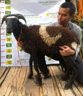 JUAL CEPAT DOMBA QURBAN HANYA 2 JT AN SAJA LAYANAN ANTAR GRATIS!!