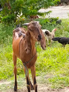 Jual satu kambing jantan