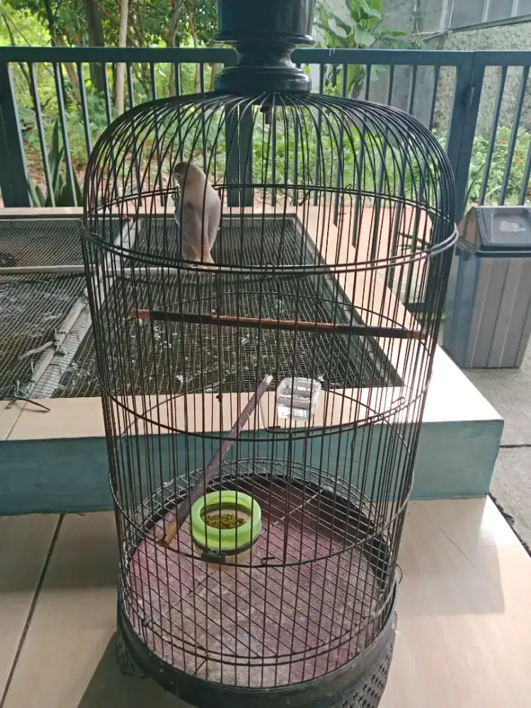 Love bird violet dewasa