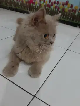 British shorthair jantan