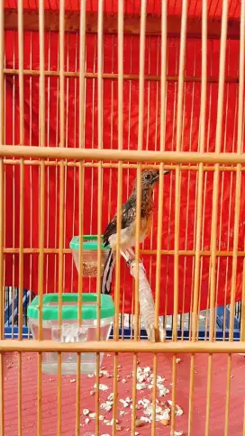 Murai Trah Prestasi