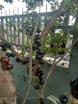 Di jual pohon anggur Brazil
