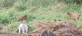 kambing diborongkan