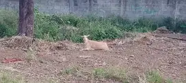 kambing diborongkan