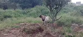 kambing diborongkan
