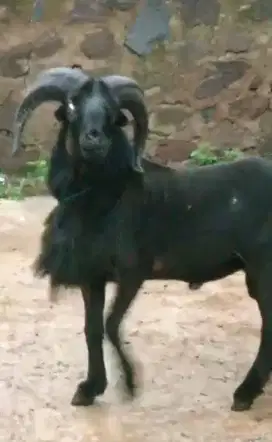 Domba qurban padasuka atas