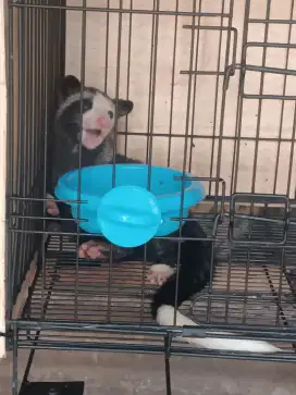 Di cari musang betina