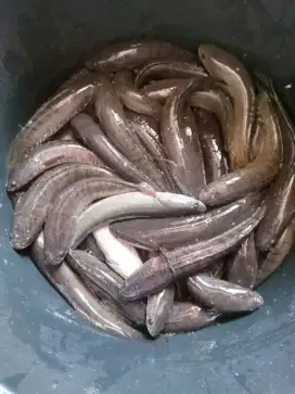 Tersedia gabus konsumsi