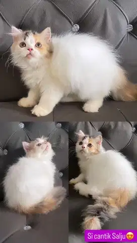 Kitten persia calico