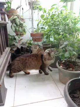 Kucing Persia Medium