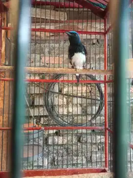 Burung flamboyan dan burung tledekan laut