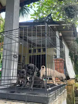 Pug black puppies Female