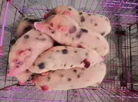 JUAL MURAH BABY MICRO PIG