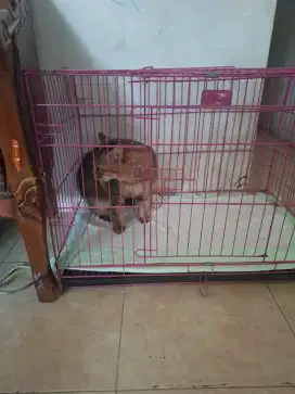 Open Adopt bermahar