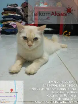 Free Adob usia 2th 6bln Persia medium warna red point