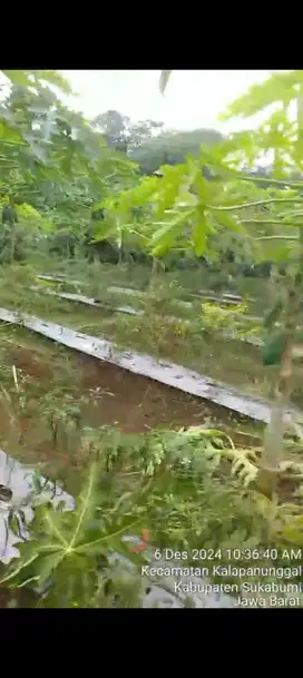 di jual tanah kebun pepaya di kalapanunggal sukabumi