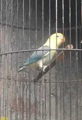 Lovbird Cleo Pablo Ewing vio