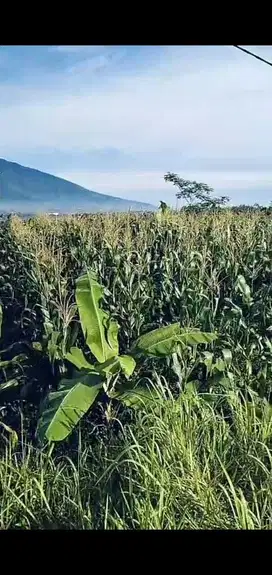 di jual lahan kebun view gunung di ambarjaya ciambar sukabumi