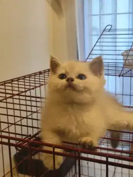 British Shorthair Kitten Semi Hibah (minus) NEGO