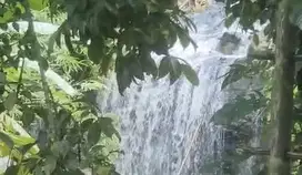 Kebun kopi , durian dan manggis view air terjun dan jungle murah