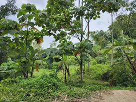 di jual tanah kebun subur di Cidahu sukabumi
