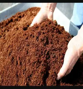 Cocopeat media tanam organik