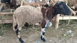Dijual hewan qurban domba 2 jt an saja layanan antar gratis