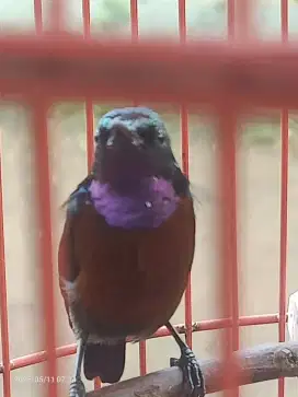 Kolibri ninja gacoran