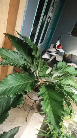 Anthurium plowmani