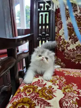 Peaknose betina peak pesek