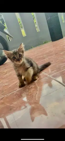 Kitten mixdome jantan