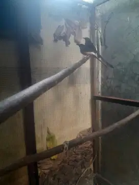 Murai 1 pasang produksi bekas mainan
