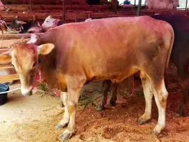 JUAL HEWAN QURBAN KUALITAS TERBAIK SAPI HANYA 20 JT AN SAJA !!JARANG!