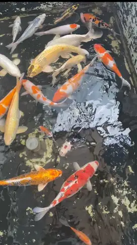 KOI KOLAM FILTER