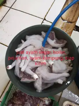 Jual ayam segar boiler, pejantan, kampung berbagai ukuran